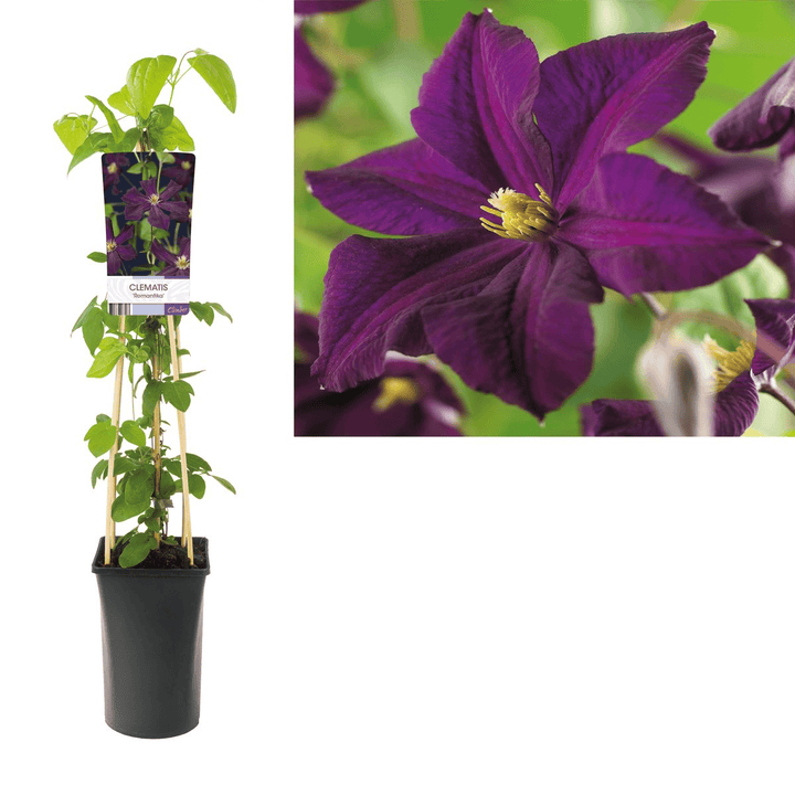 Clematis 'Romantika'