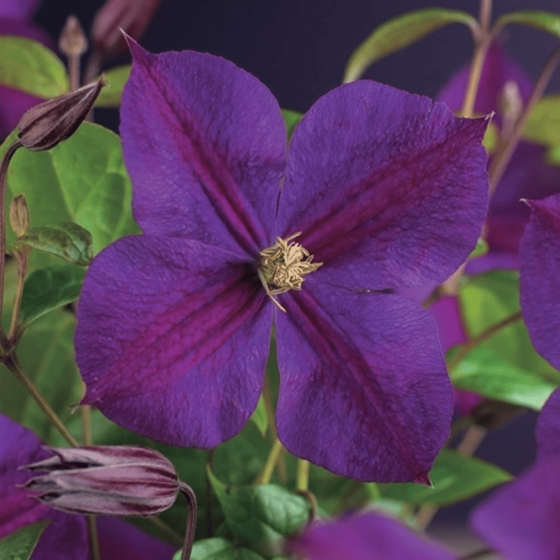 Clematite - Clematis 'Star of India'