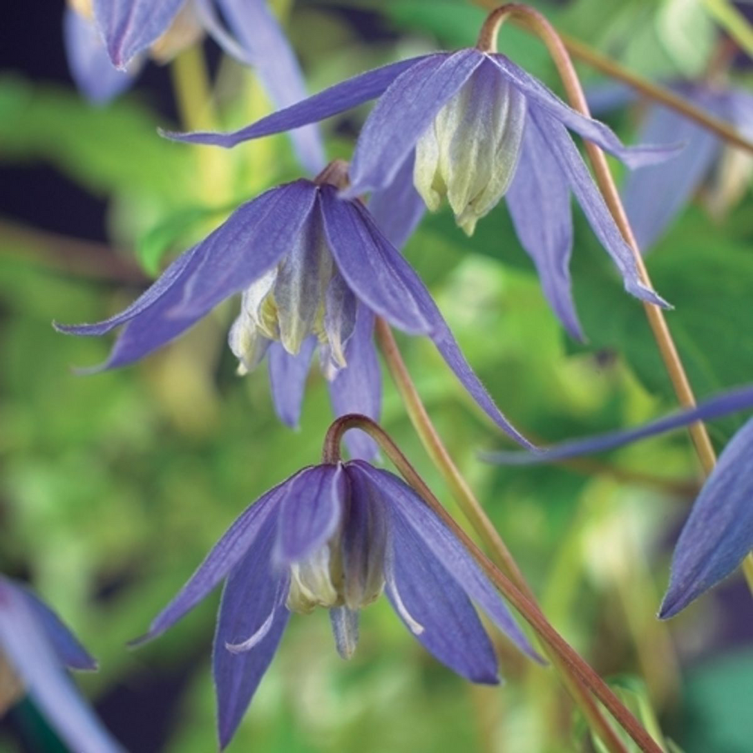 Clematis alpina (Clematis siberian, Clematis montan)