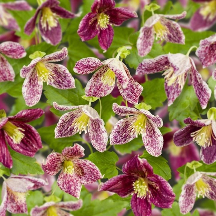 Clematite de iarna, frunze verzi tot anul - Clematis cirrhosa 'Freckles'