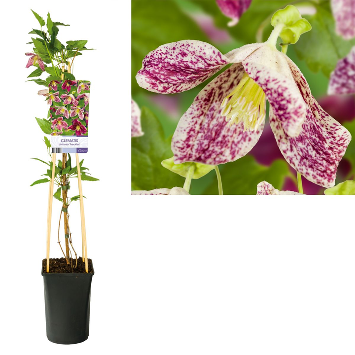 Clematite de iarna, frunze verzi tot anul - Clematis cirrhosa 'Freckles'