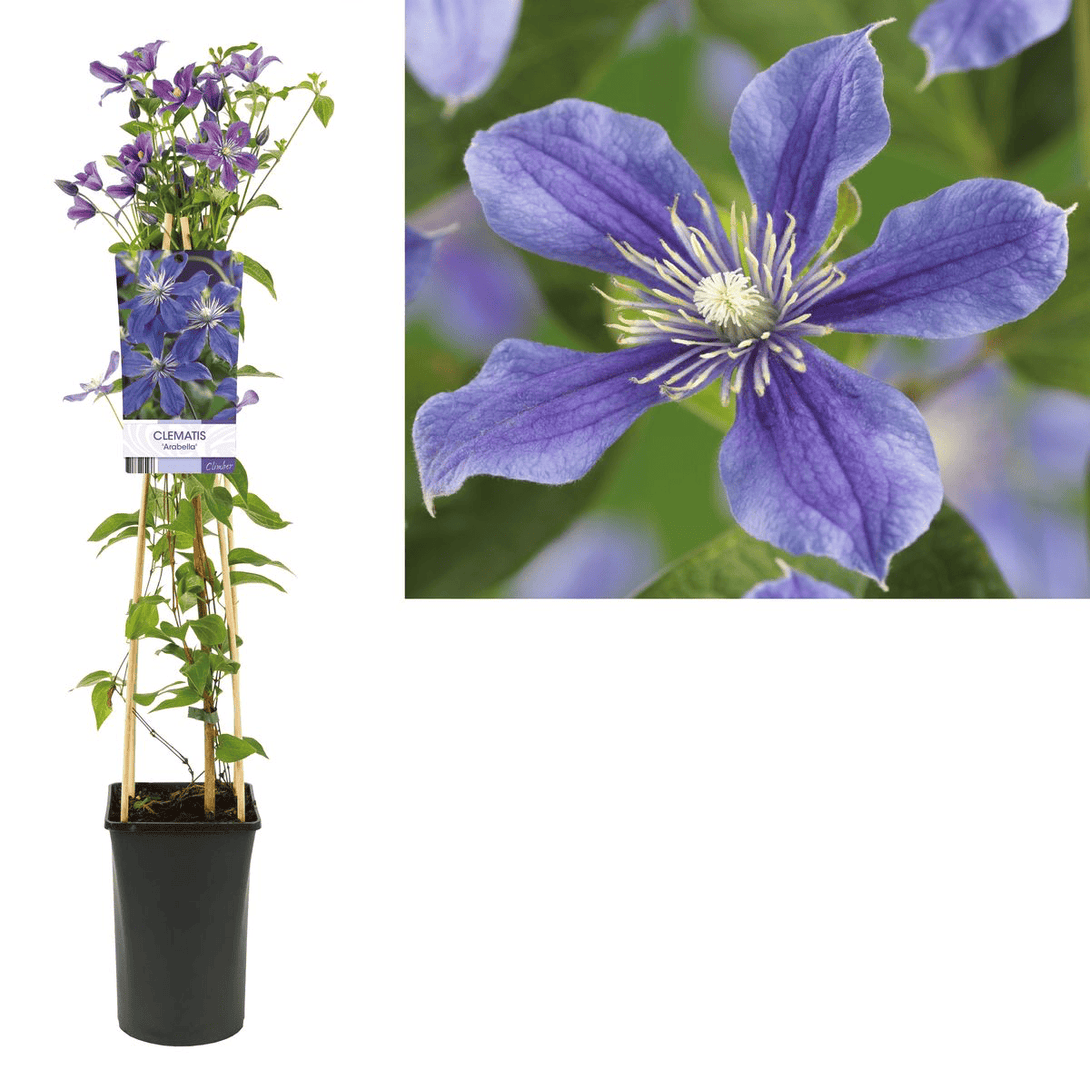 Clematis diversifolia 'Arabella'