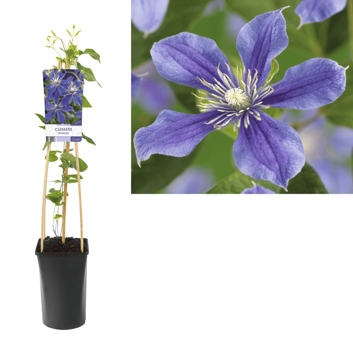 Clematis diversifolia 'Arabella'