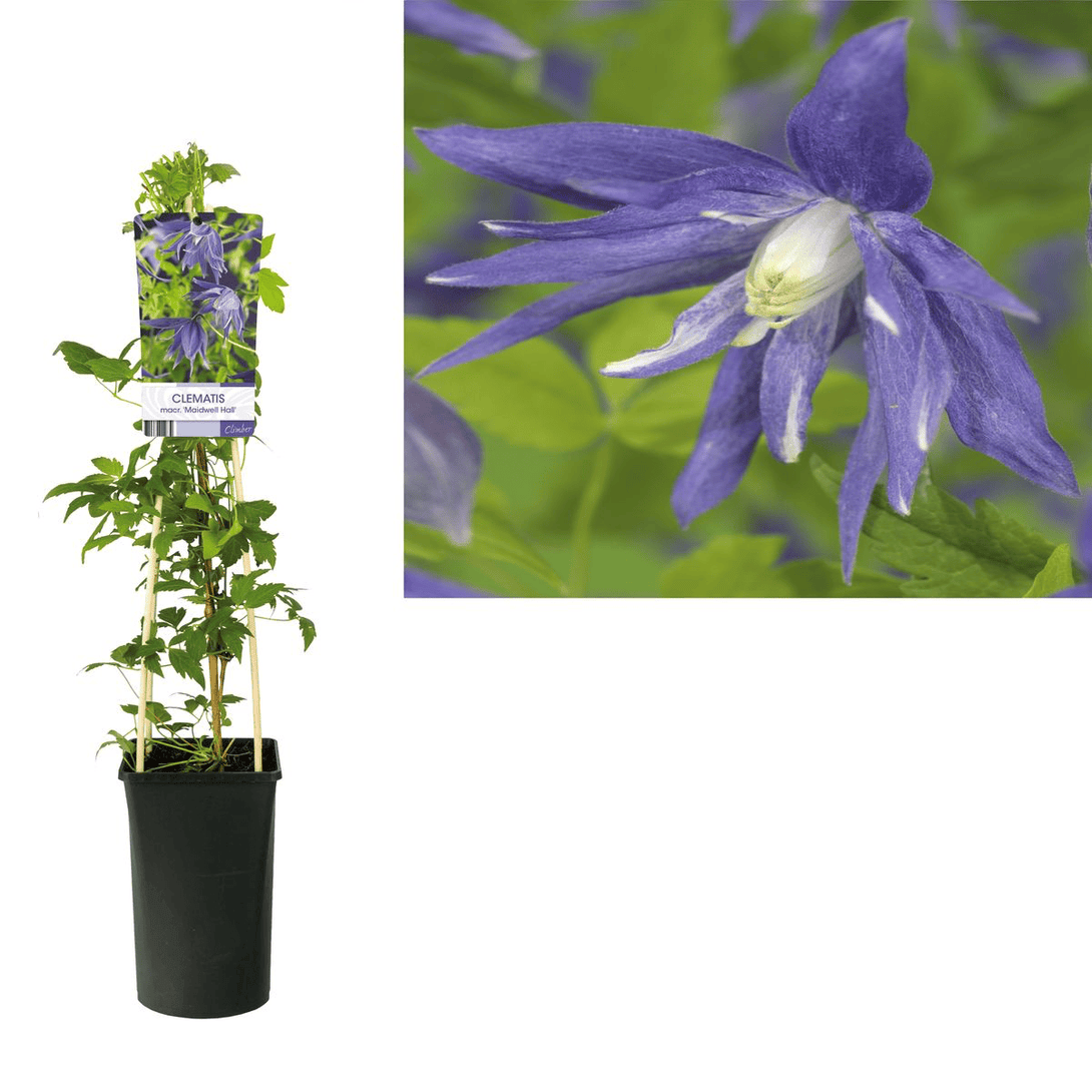 Clematis macropetala 'Maidwell Hall'