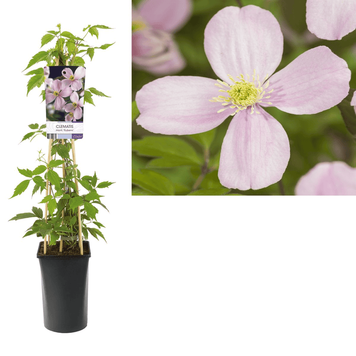 Clematis montana var. rubens