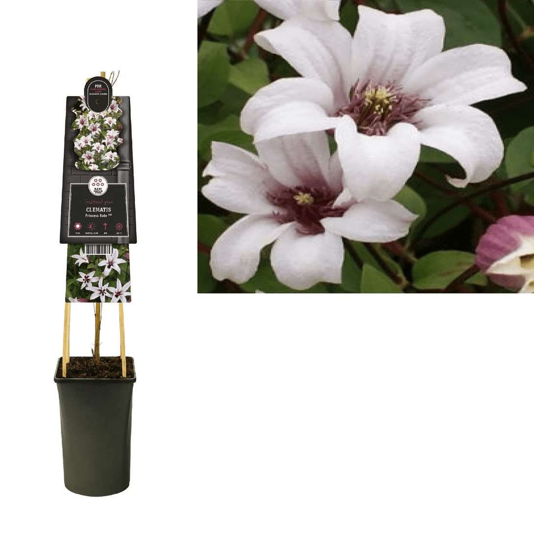 Clematis 'Princess Kate'