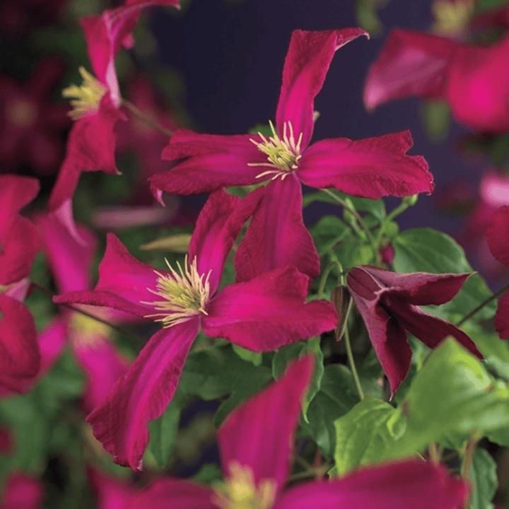 Clematis viticella 'Madame Julia Correvon'