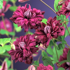 Clematis 'Purpurea Plena Elegans'