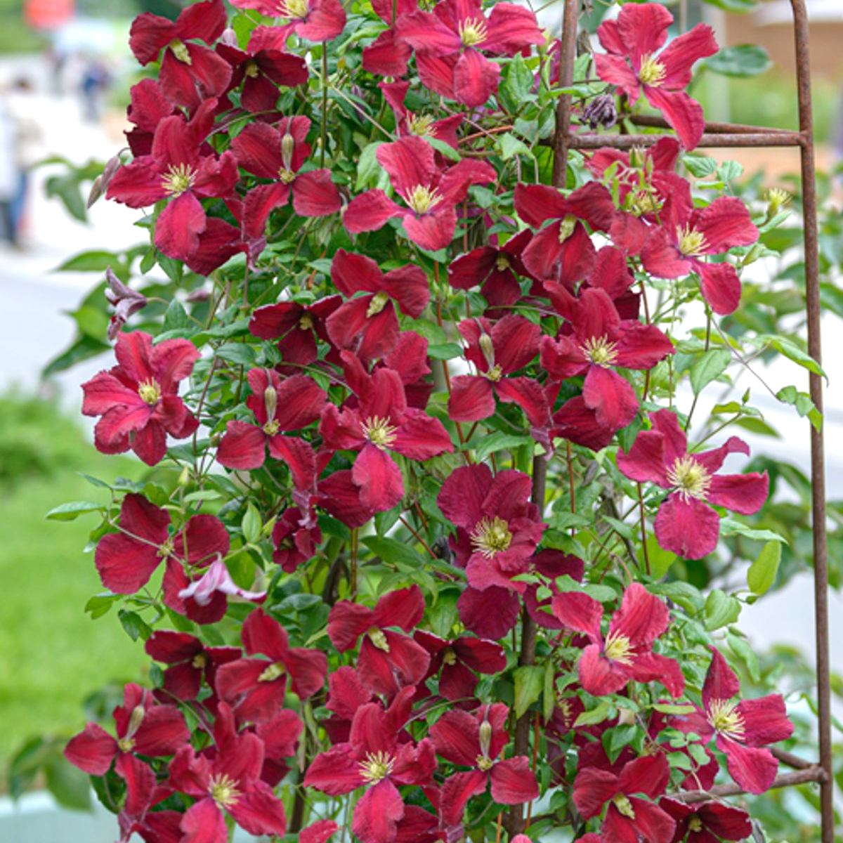 Clematite rosii - Clematis viticella 'Vitiwester'