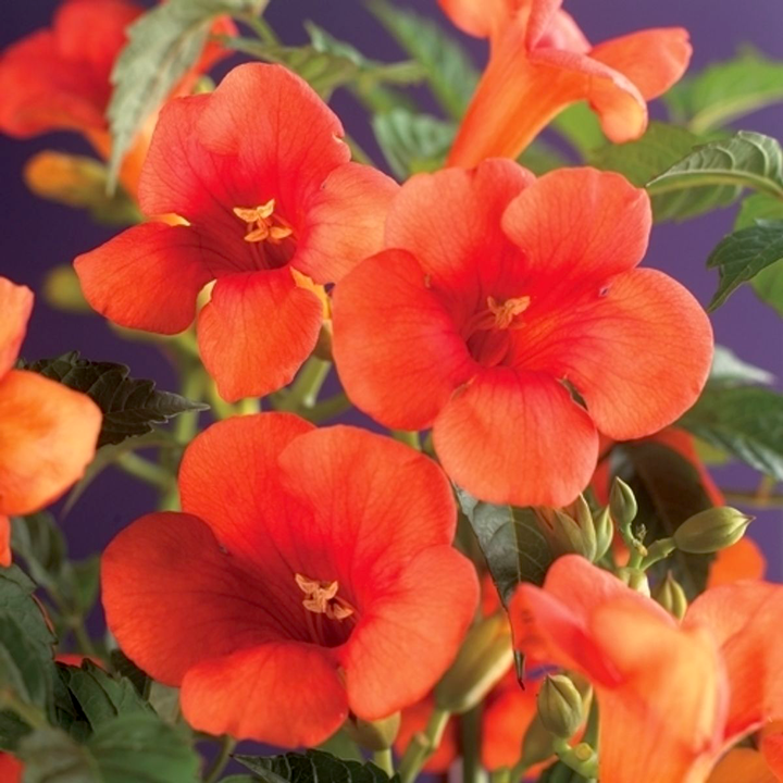 Campsis radicans (orange-red) - Luleaua turcului