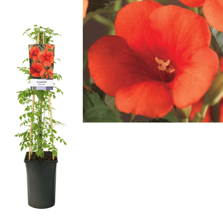 Campsis radicans (orange-red) - Luleaua turcului