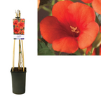 Campsis radicans (orange-rot) - Trompetenblume