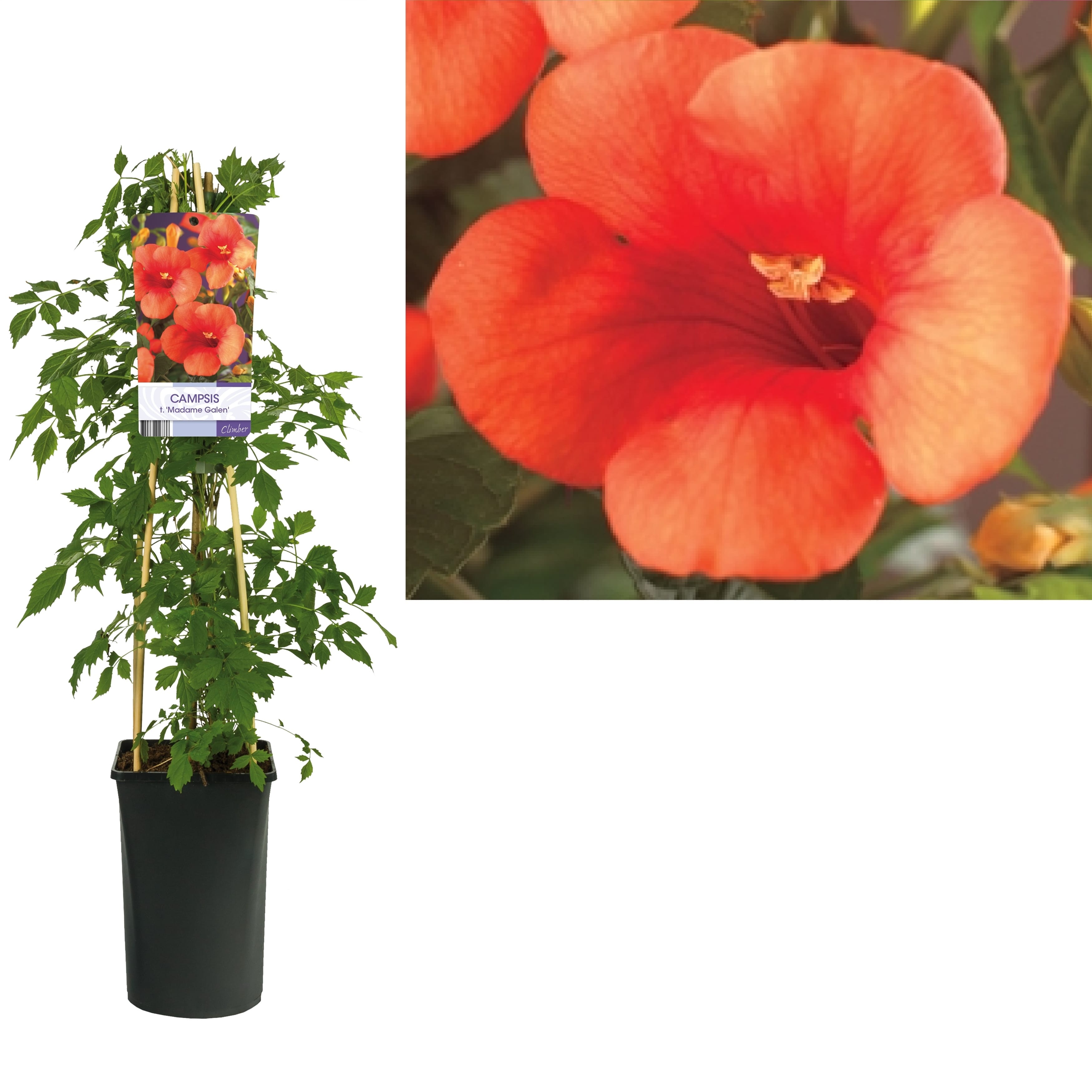 Campsis x tagliabuana 'Madame Galen' - Luleaua turcului supercataratoare