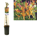 Lonicera x heckrottii 'American Beauty' - Mana Panny Márie, Zimolez