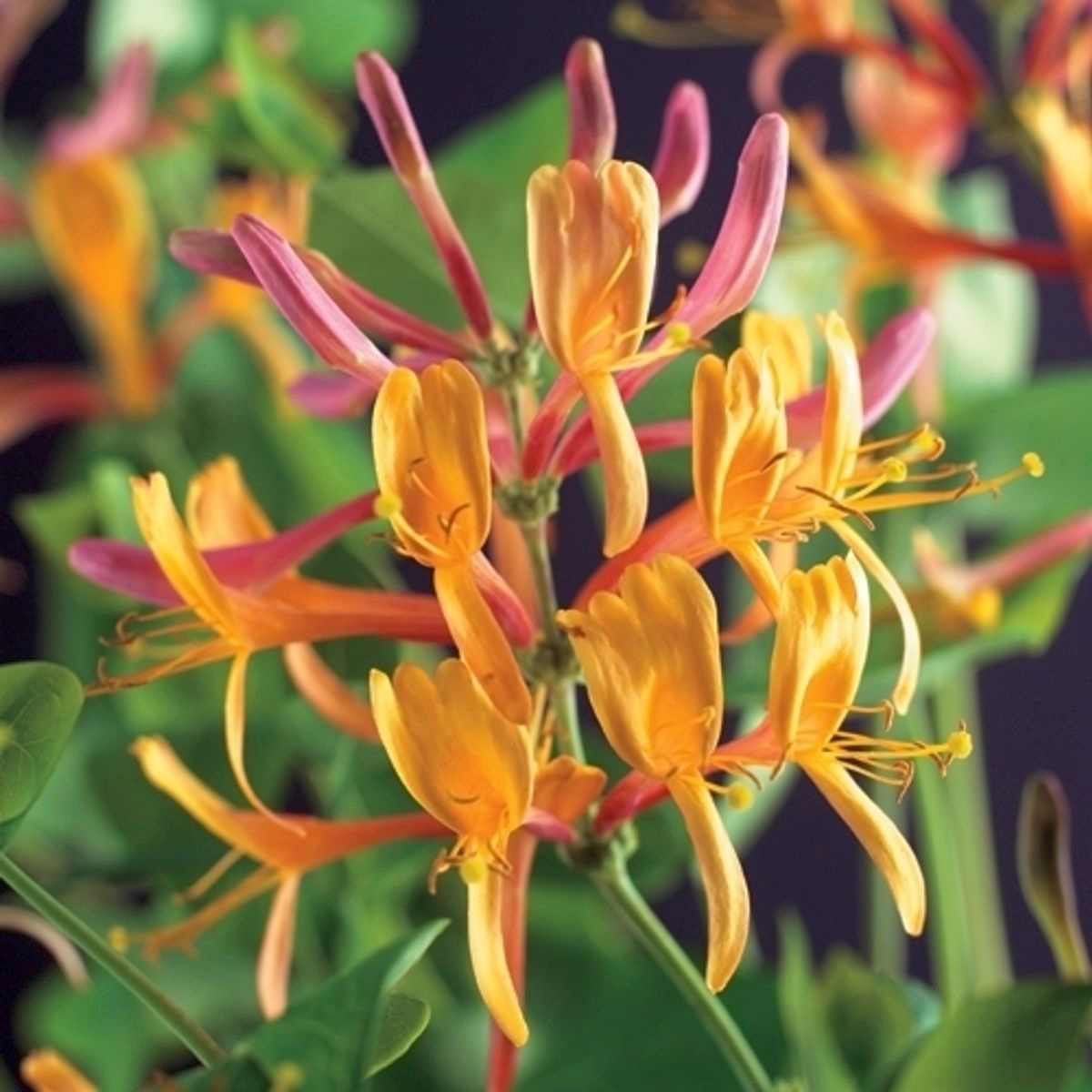 Lonicera x heckrottii 'American Beauty' - Mana Maicii Domnului, Caprifoi