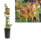 Lonicera x heckrottii 'American Beauty' - Mana Panny Márie, Zimolez