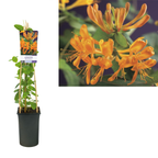 Lonicera tellmanniana