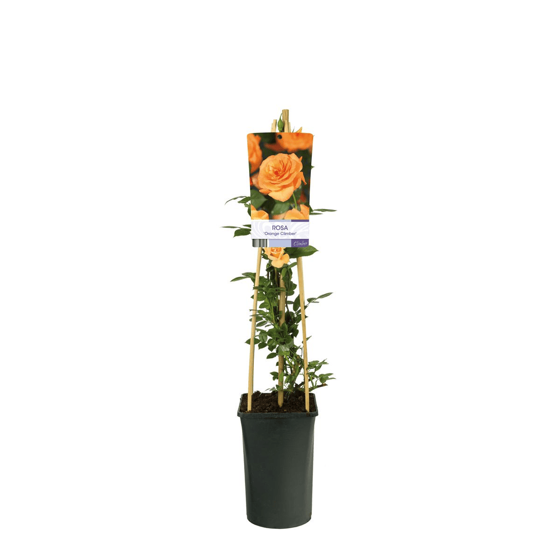 Rosa ‘Westerland’® (Rosa 'Orange Climber')