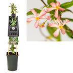 Trachelospermum asiaticum 'Star of Milano'