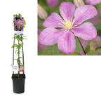 Clematis 'Comtesse de Bouchaud'