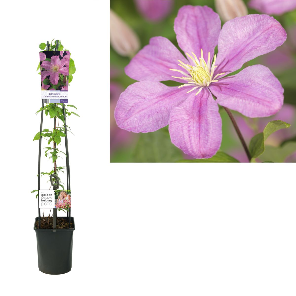 Clematis 'Comtesse de Bouchaud'