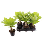 Brighamia insignis (Hawaiian Palm Tree)