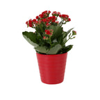 Kalanchoe in decorative pot with a little butterfly