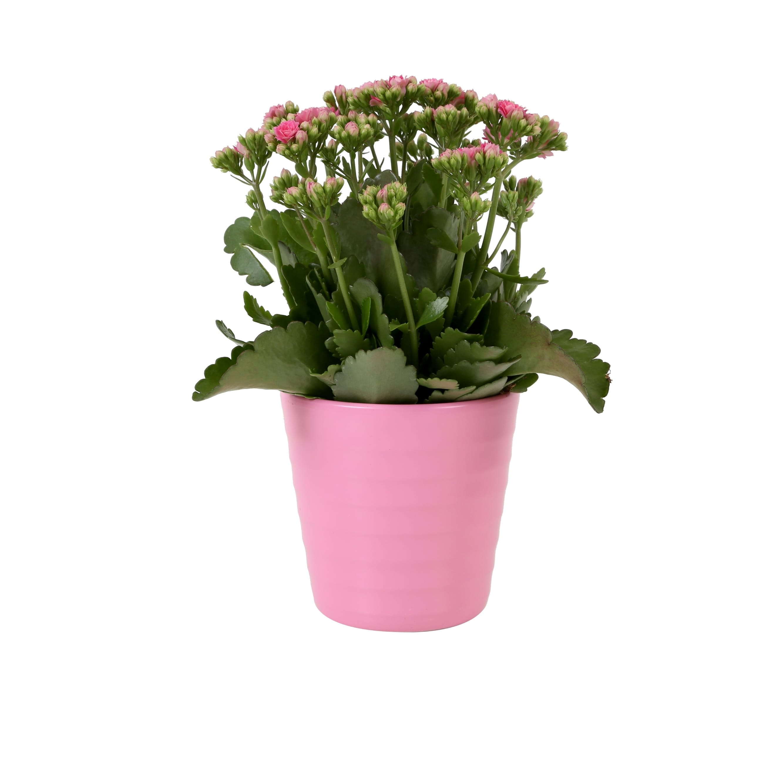 Kalanchoe in decorative pot with a little butterfly