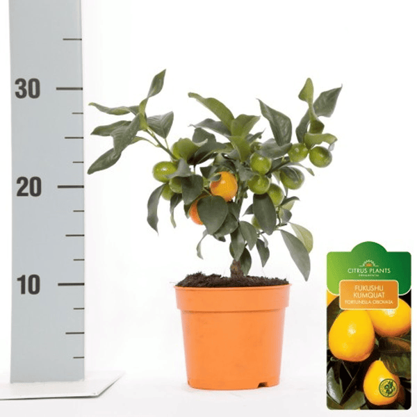 Citrus Kumquat Onika - edible fruit (Citrine)