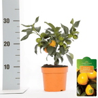 Citrus Kumquat Onika - edible fruits (Citrina)