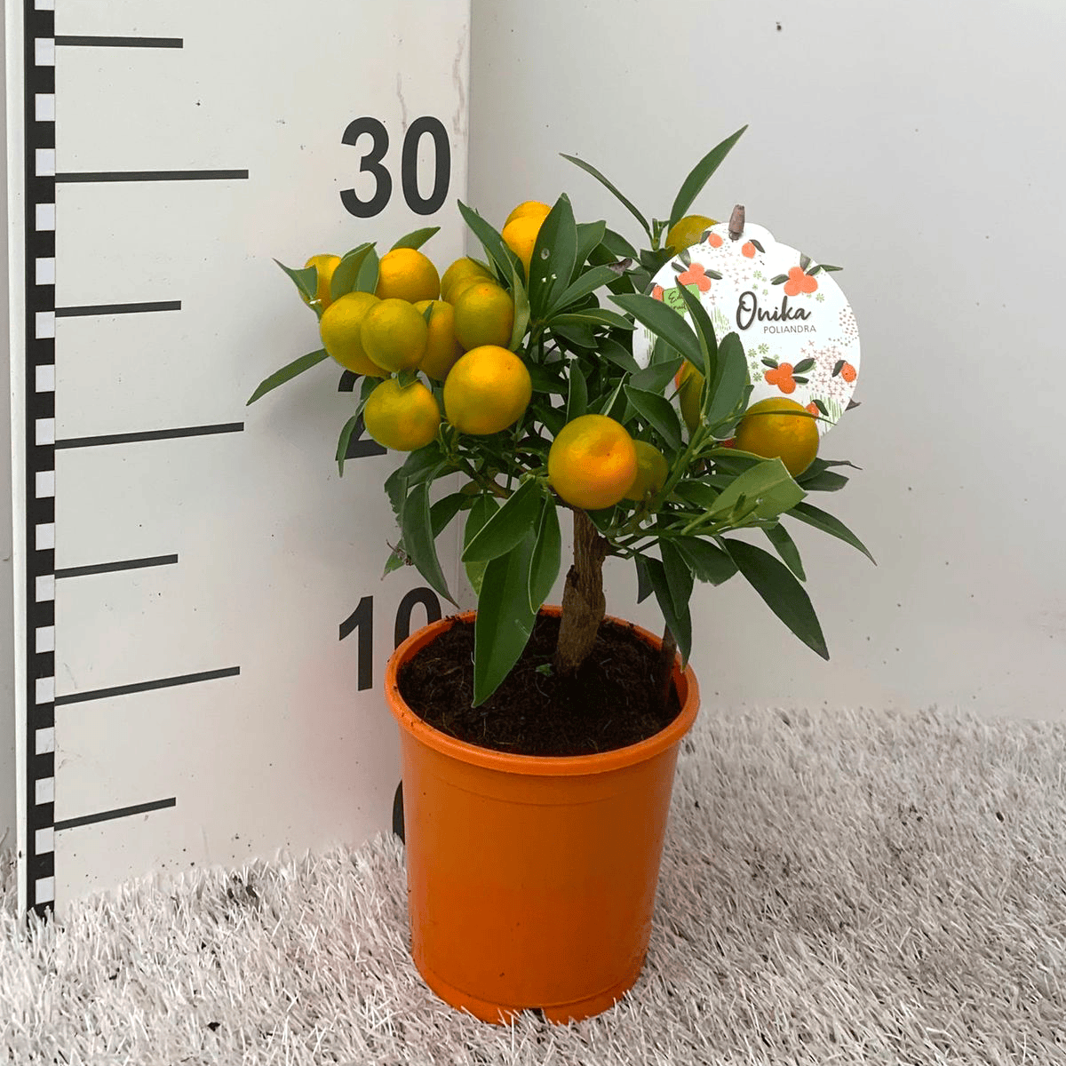 Citrus Kumquat Onika - fructe comestibile (Citrina)