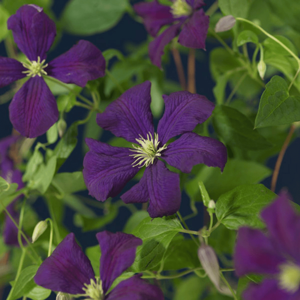 Bőséges virágzású klemátisz - Clematis viticella 'Etoile Violette' (Viticella csoport)