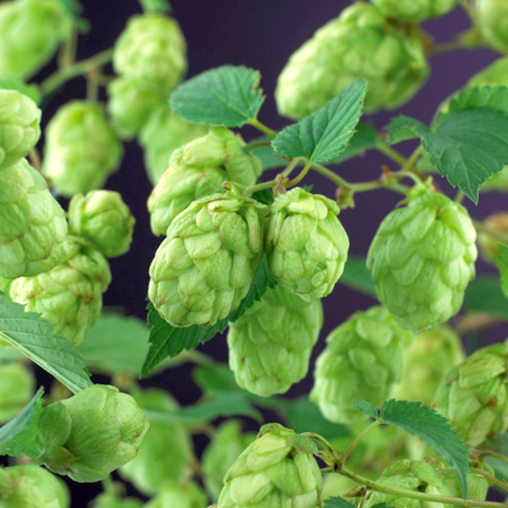 Hamei - Humulus lupulus 'Westbrau'