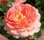 Rosa 'Tropical Queen'