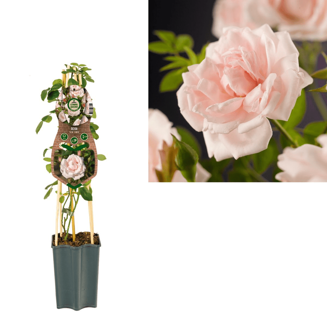 Rosa ‘New dawn’® - Trandafir floribunda, catarator, parfumat