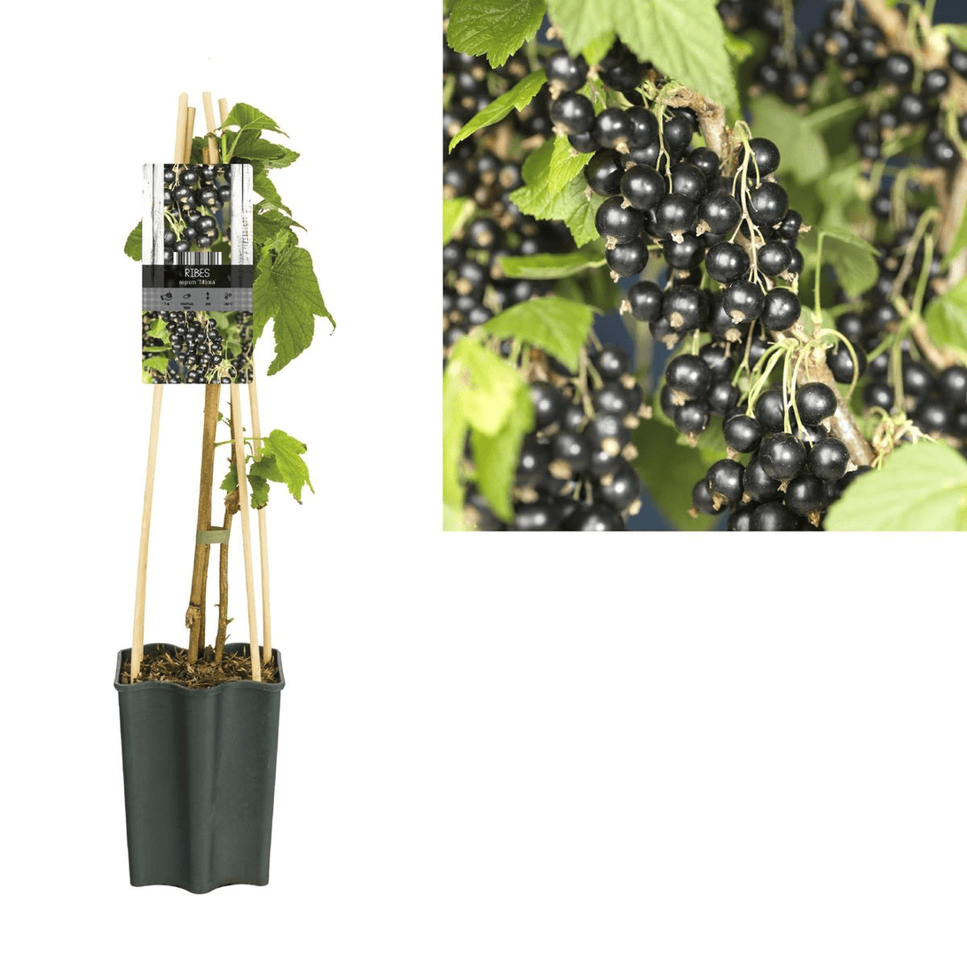 Coacaz negru - Ribes nigrum 'Wellington XXX'