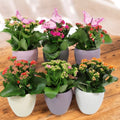 Kalanchoe in decorative pot with a little butterfly