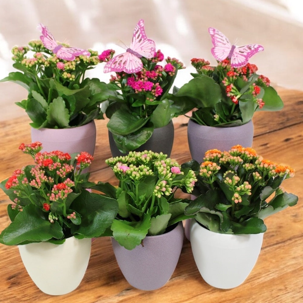 Kalanchoe in decorative pot with a little butterfly