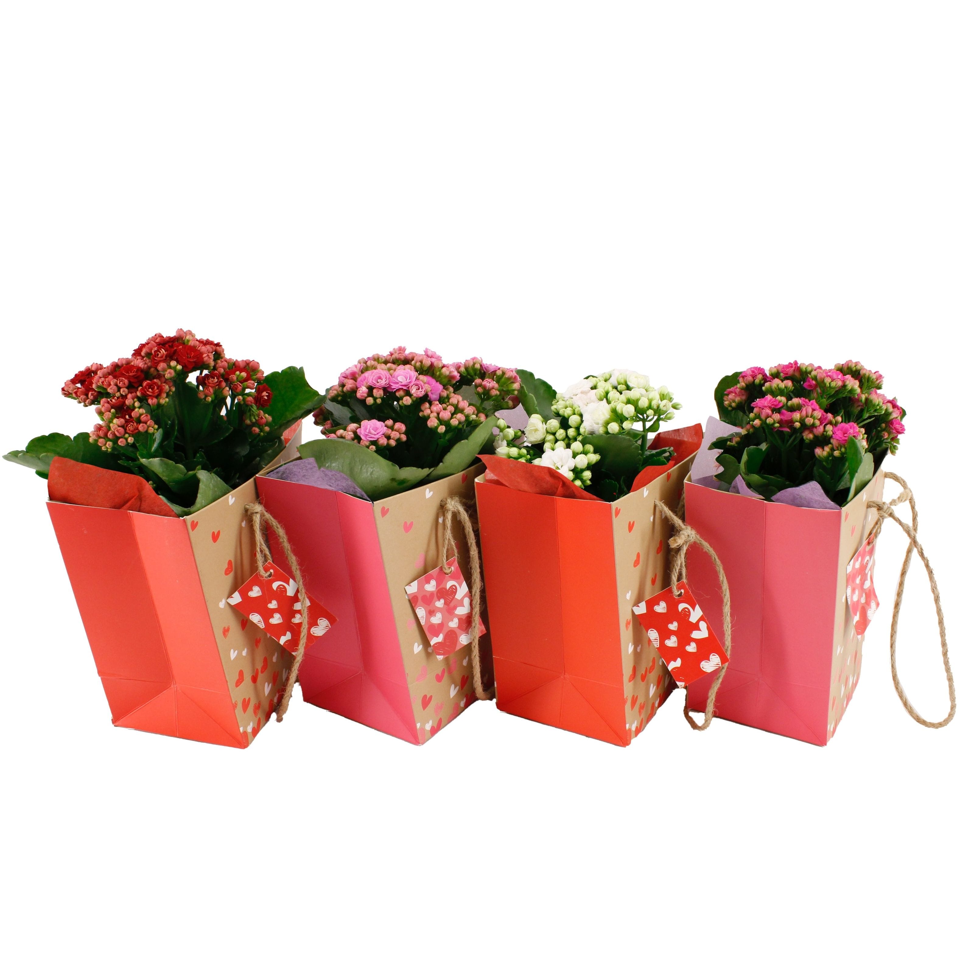 Kalanchoe blossfeldiana in punga cadou - mix de culori