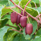 Actinidia arguta 'Red Jumbo'