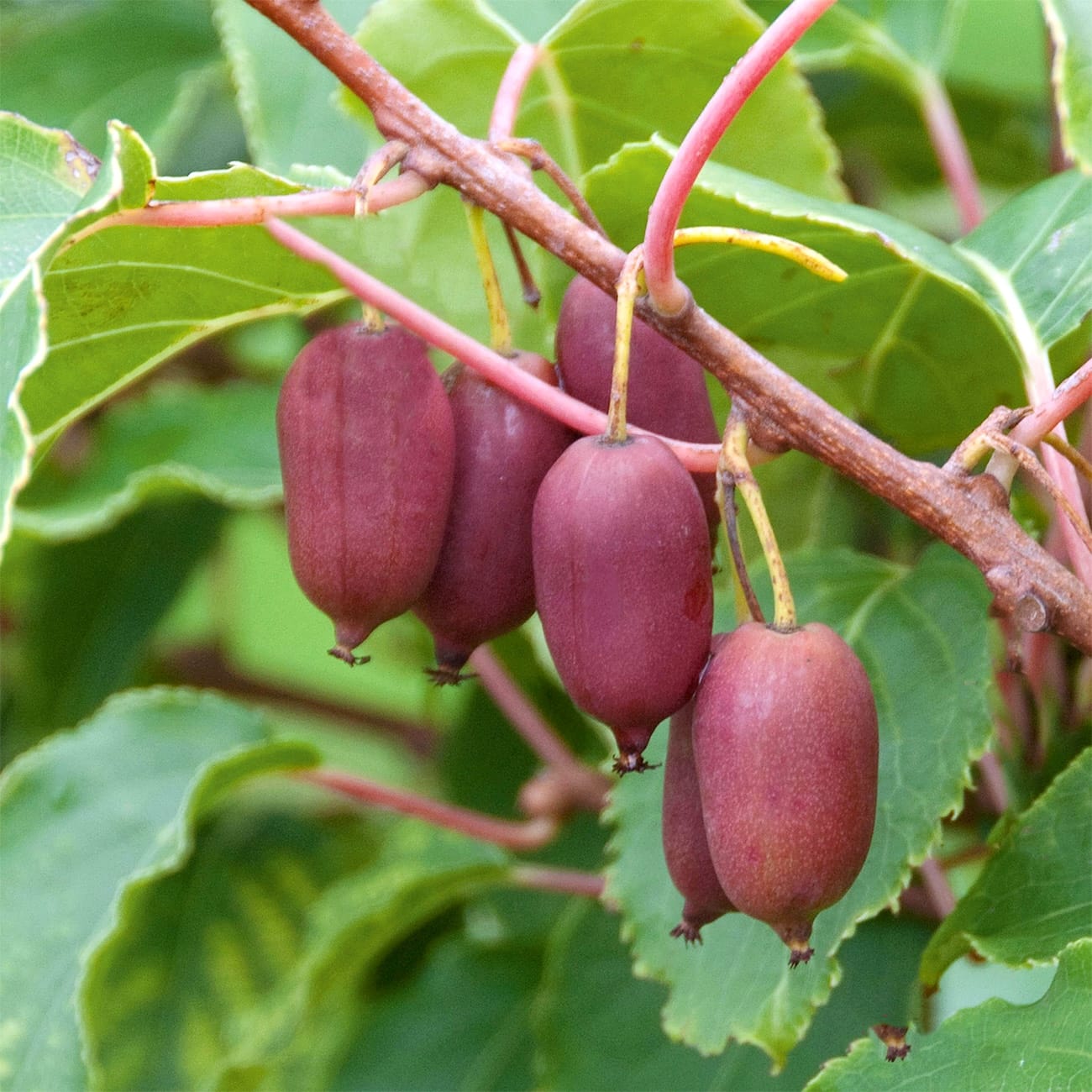 Actinidia arguta 'Red Jumbo'
