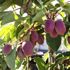 Mini Kiwi - Actinidia arguta 'Pink Jumbo'