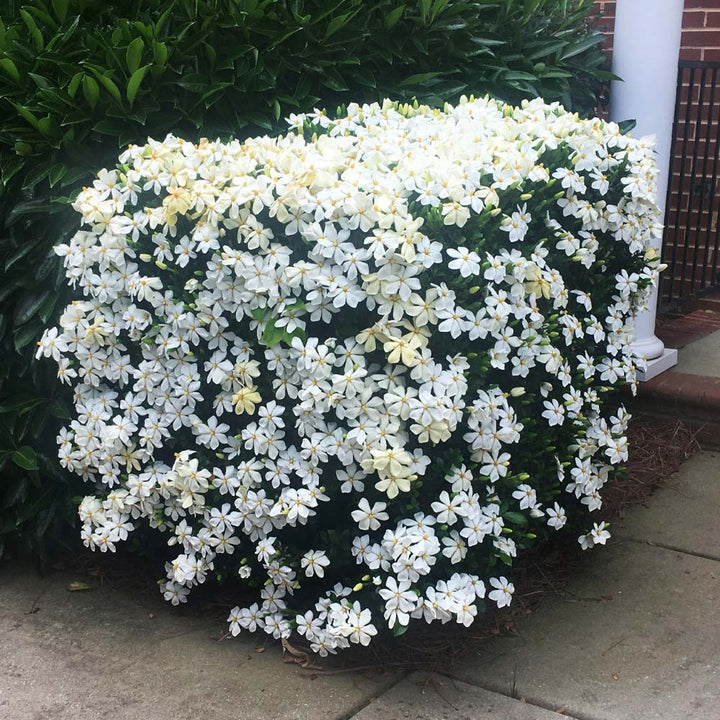 Gardenia jasminoides 'Kleim's Hardy'