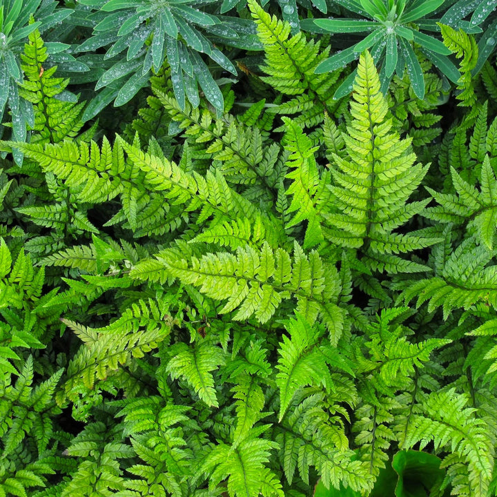 Polystichum tsus-simense (Korean rock fern)