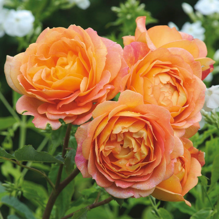 Rosa ‘Lady of Shalott’