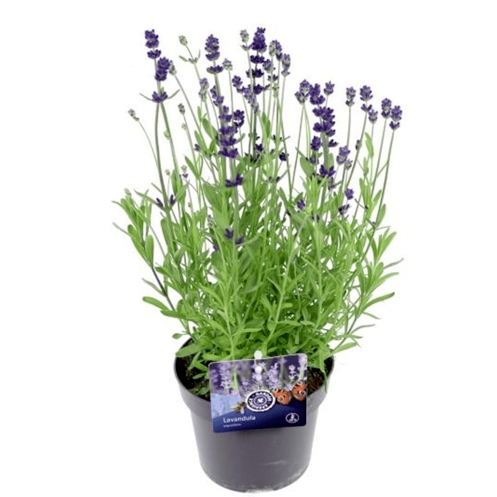 Lavandula angustifolia 'Blue Scent'