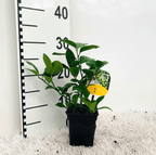 Lamai - Zitrone 'Meyer' (Lisa) * junge Exemplare