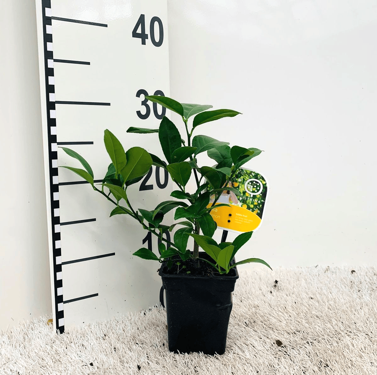 Lamai - Citrus lemon 'Meyer' (Lisa) * exemplare tinere