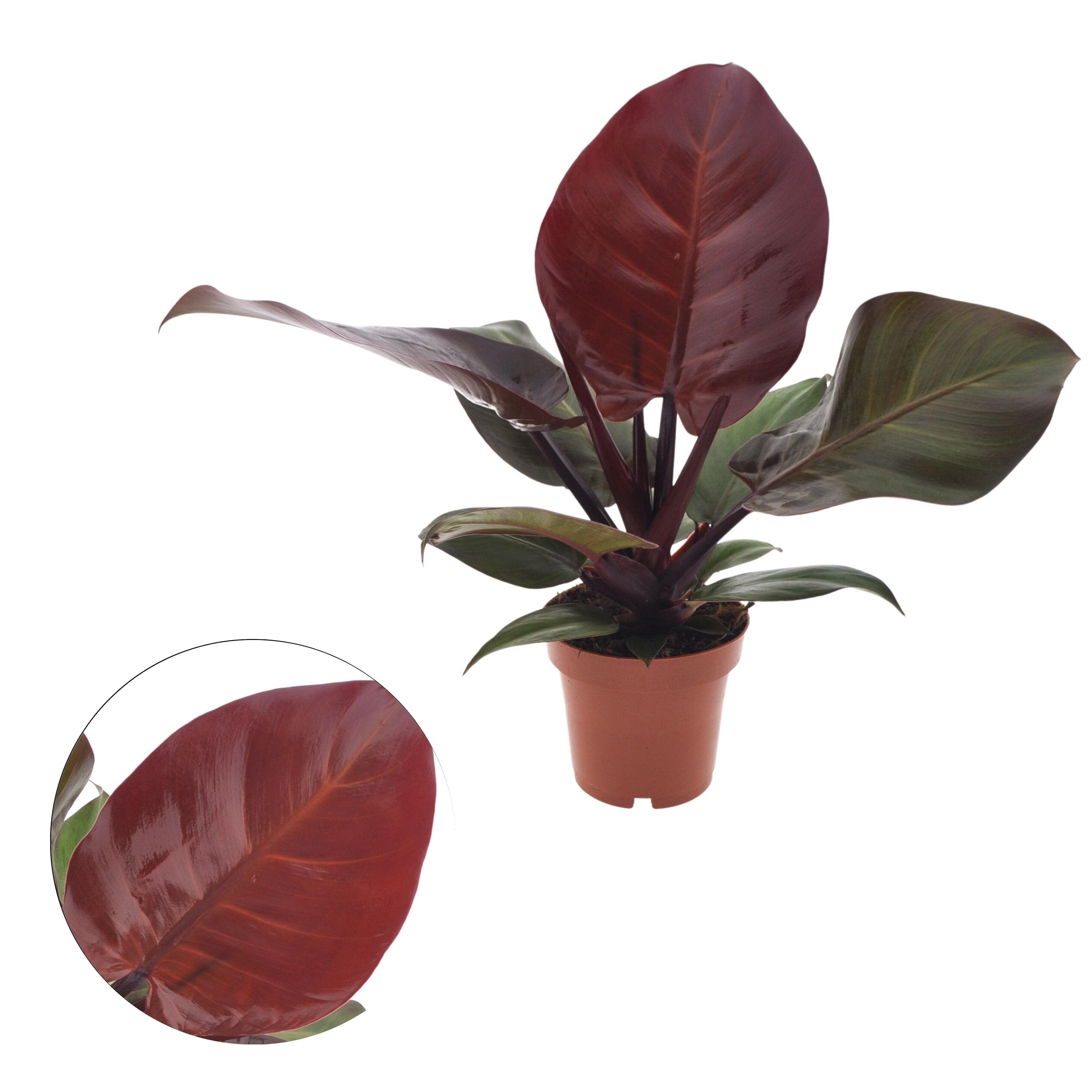 Philodendron ‘Sunlight’ - frumusete vibranta si usor de ingrijit