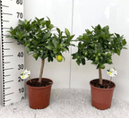 Limequat Lyvia (Kumquat x Limette)